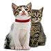 OHA-PET Katzen- & Hunde Ungezieferhalsband Flohhalsband gegen Flöhe, Zecken, Milben, Keimhemmend ca. 34 cm ROT – angenehmer Duft mit ätherischen Ölen - 3