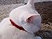 OHA-PET Katzen- & Hunde Ungezieferhalsband Flohhalsband gegen Flöhe, Zecken, Milben, Keimhemmend ca. 34 cm ROT – angenehmer Duft mit ätherischen Ölen - 4
